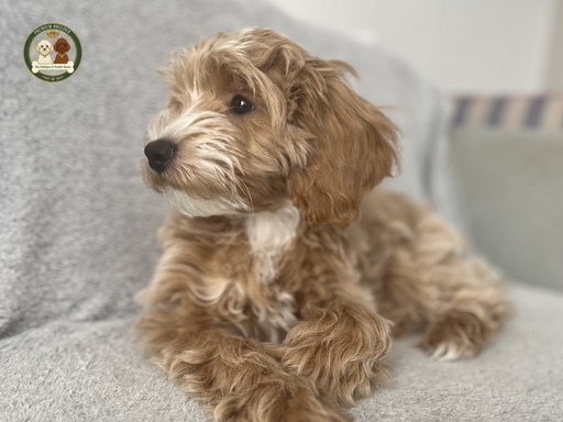 Aron - Maltipoo F1b - Piesek - 13 tygodnii