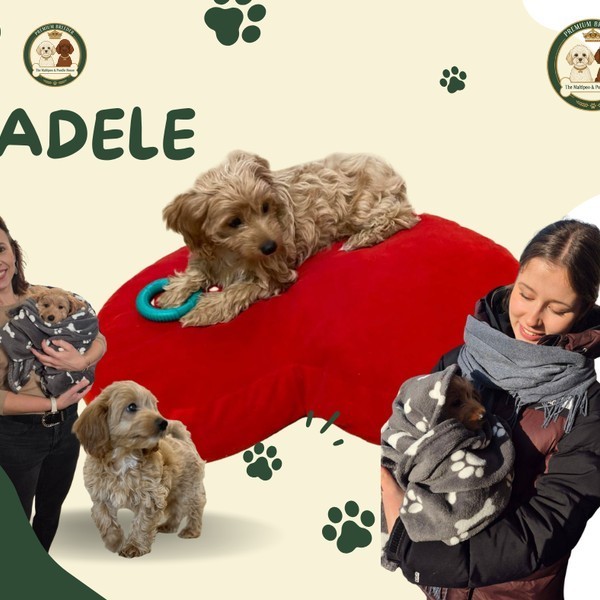 Nowy rozdział Adele