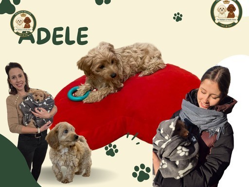 Nowy rozdział Adele