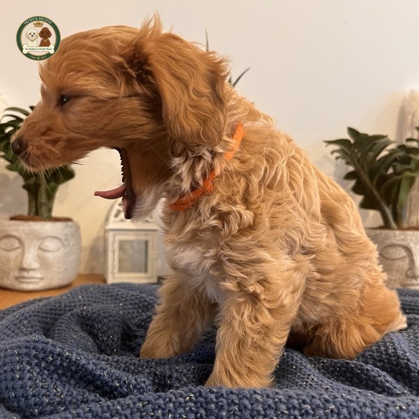 Alice - Szczeniaczek Maltipoo F1b