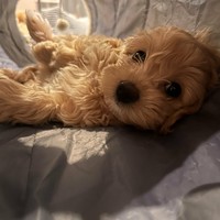 Abi - female Maltipoo - photo 2