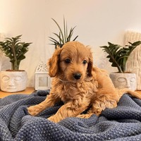 Astra - female Maltipoo - photo 1