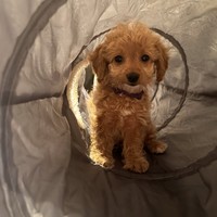 Aura - female Maltipoo - photo 2