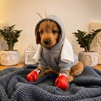 Astra - female Maltipoo - photo 3