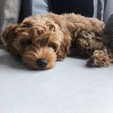 Amber - female Maltipoo