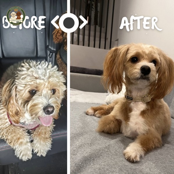 Arya - Maltipoo przed i po strzyżeniu.