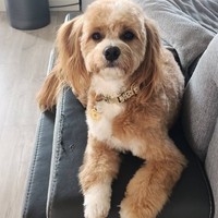 Arya - female Maltipoo - photo 2