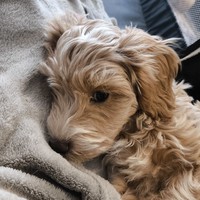 Aron - male Maltipoo - photo 3