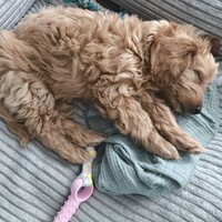 Astra - female Maltipoo - photo 2