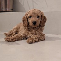 Astra - female Maltipoo - photo 4