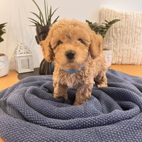 Apollo - male Maltipoo - photo 3