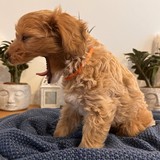 Alice additional photo 5