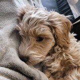 Aron additional photo 3