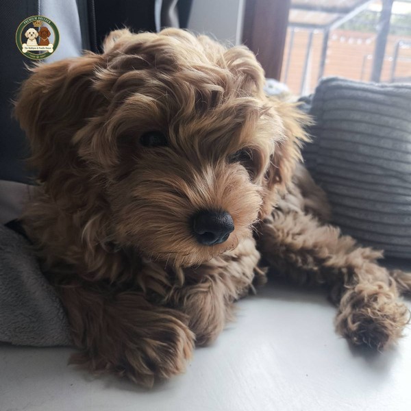 Amber - Maltipoo f1b - 15 tygodnii