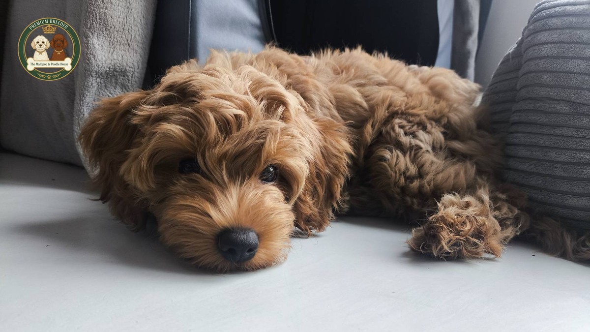 Amber - female Maltipoo