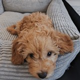 Apollo additional photo 1