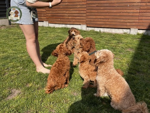 Maltipoo szczeniaki na podwórku