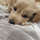 Adele additional photo 2