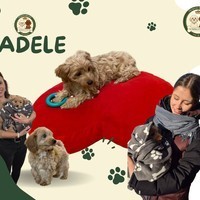 Nowy rozdział Adele