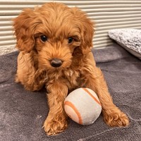 Amber - female Maltipoo - photo 6