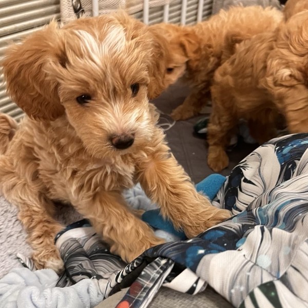 Aron - Szczeniaczek Maltipoo F1b