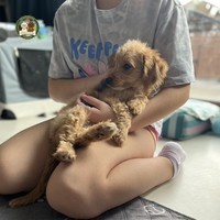 Aura - female Maltipoo - photo 9