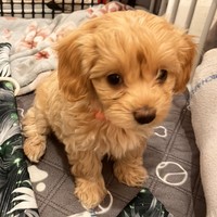 Abi - female Maltipoo - photo 5