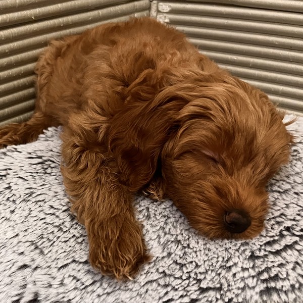 Amber - Maltipoo F1b - szczeniaczek wyraźnie poszedł po tatusiu Pudelku.