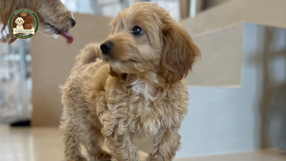 Adele - female Maltipoo