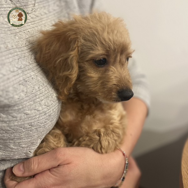 Aura - Suczka Maltipoo F1B