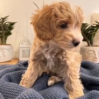 Aron - male Maltipoo - photo 6