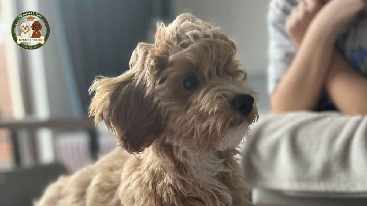 Aron - male Maltipoo