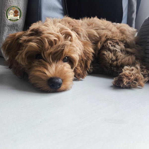 Amber - Maltipoo f1b - 15 tygodnii