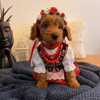 Amber - female Maltipoo - photo 2