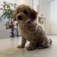 Adele - female Maltipoo - photo 7