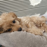 Aura additional photo 3