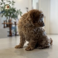 Adele - female Maltipoo - photo 6