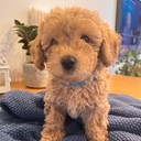Apollo - male Maltipoo