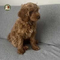 Amber - female Maltipoo - photo 8