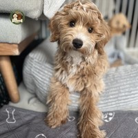 Aron - male Maltipoo - photo 10