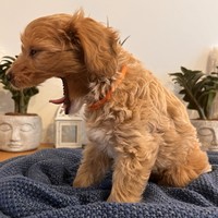 Alice - female Maltipoo - photo 5