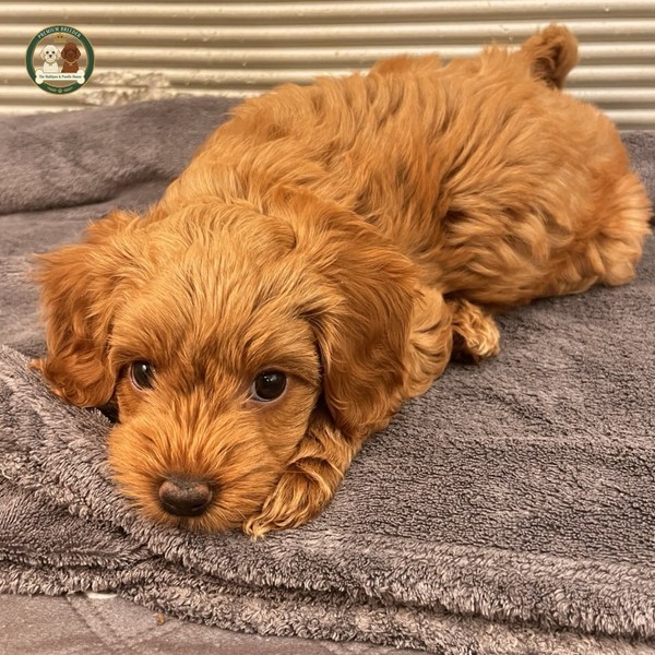 Amber - szczeniak maltipoo f1b