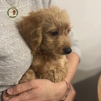 Aura - female Maltipoo - photo 8