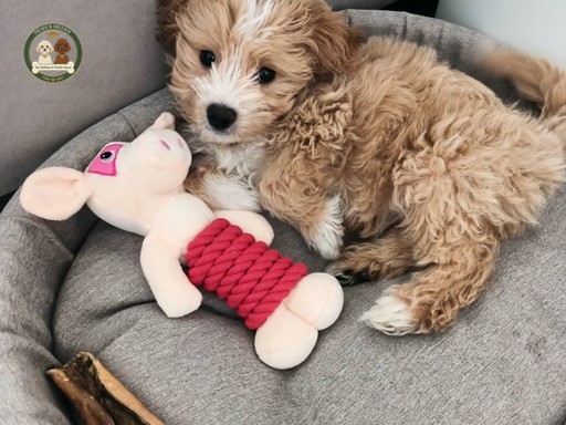 Pierwsze 30 dni z Maltipoo