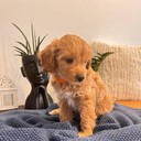 Alice - female Maltipoo