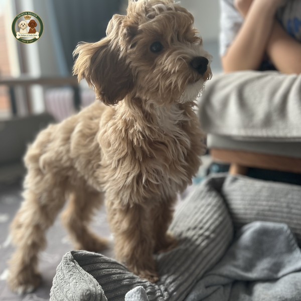 Aron - Szczeniak - Maltipoo F1b