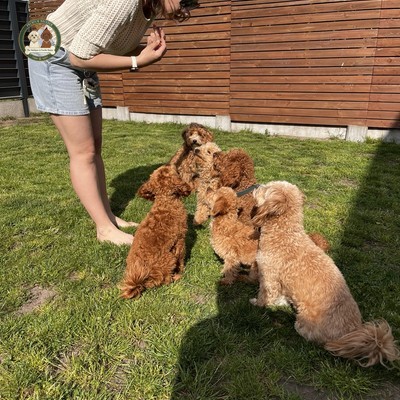 Maltipoo szczeniaki na podwórku