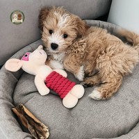 Pierwsze 30 dni z Twoim Maltipoo: Przewodnik po najważniejszym miesiącu wspólnego życia