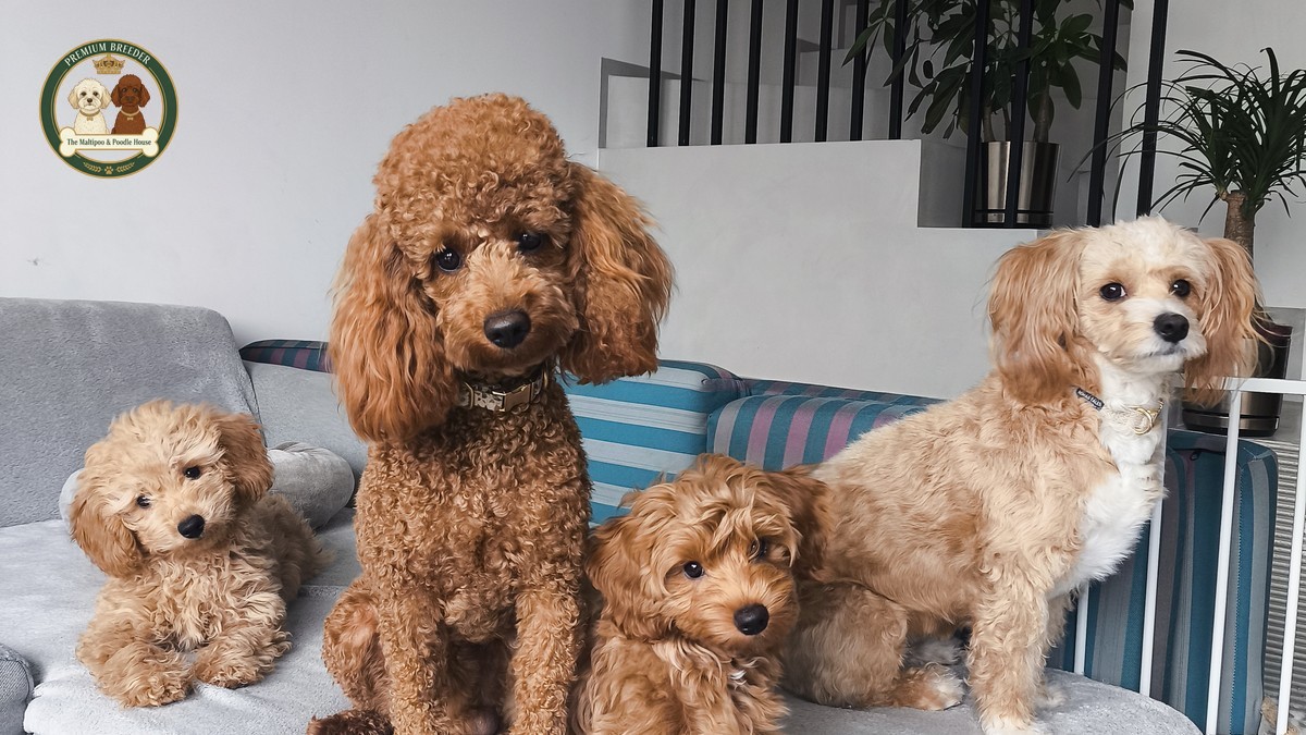 Maltipoo gotowy do kochania: Dlaczego starszy szczeniak to diament, a nie pies 'po terminie'?