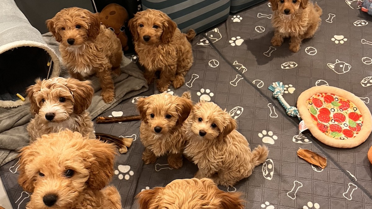 Jak karmimy szczenięta w naszej hodowli?